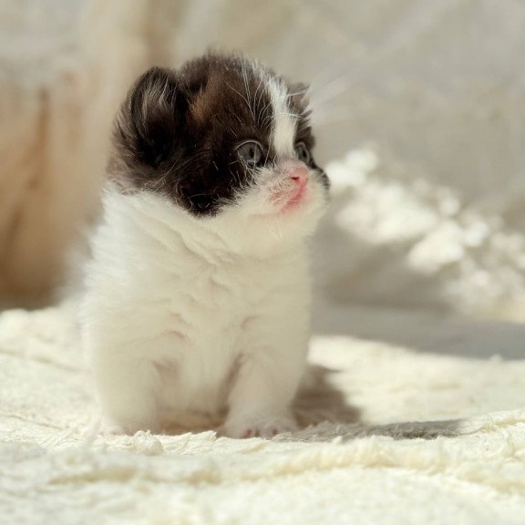 Munchkin Morgan