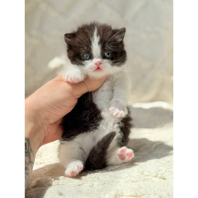 Munchkin Morgan