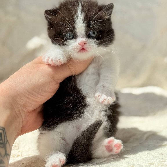 Munchkin Morgan