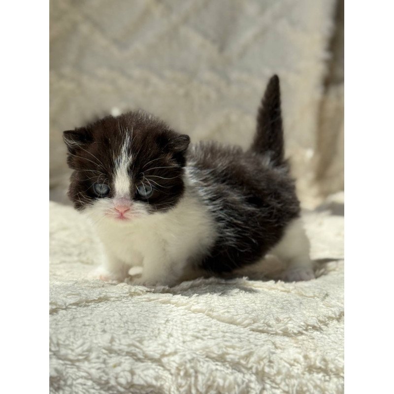 Munchkin Morgan