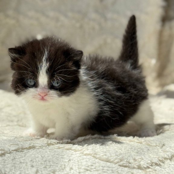 Munchkin Morgan