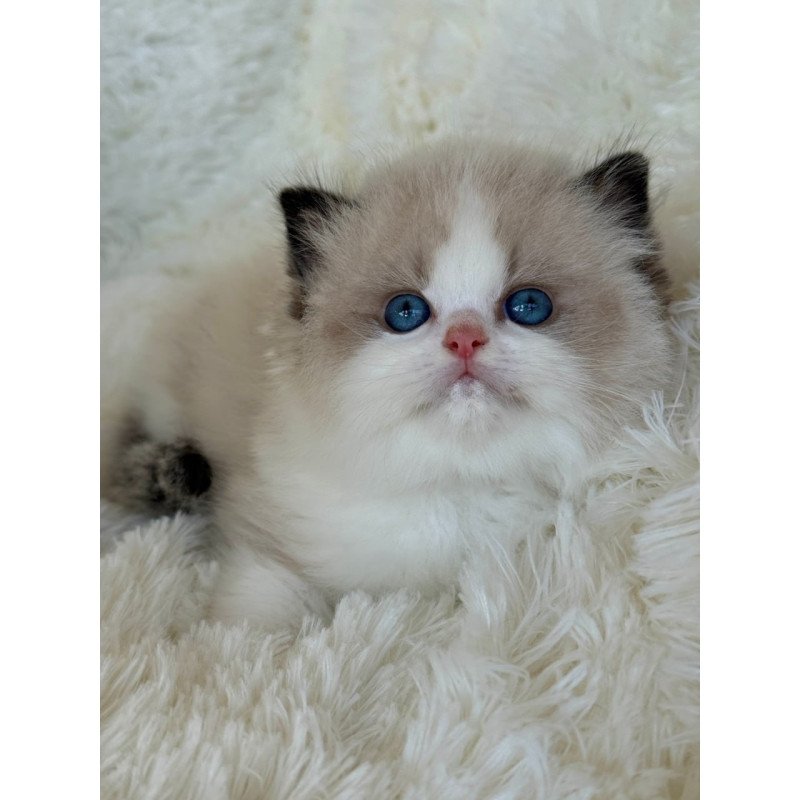 Ragdoll Milan