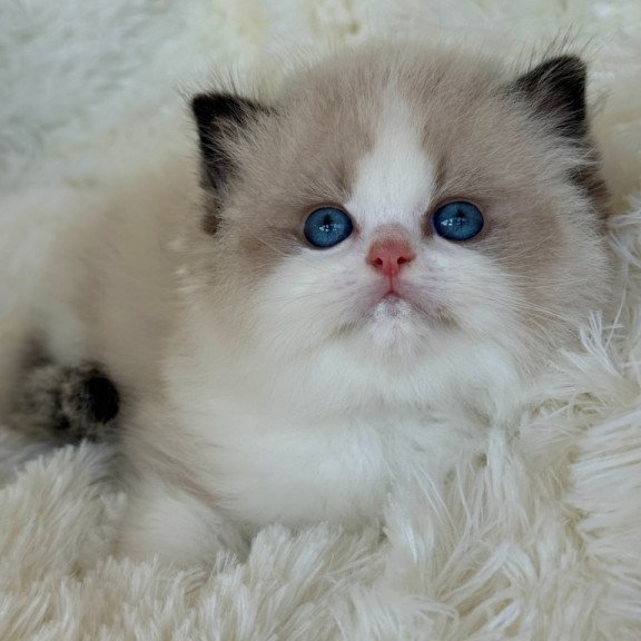 Ragdoll Milan