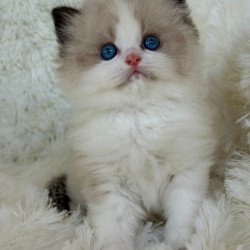 Ragdoll Milan