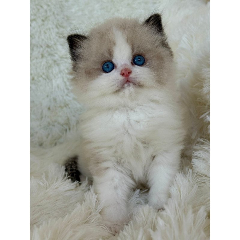 Ragdoll Milan