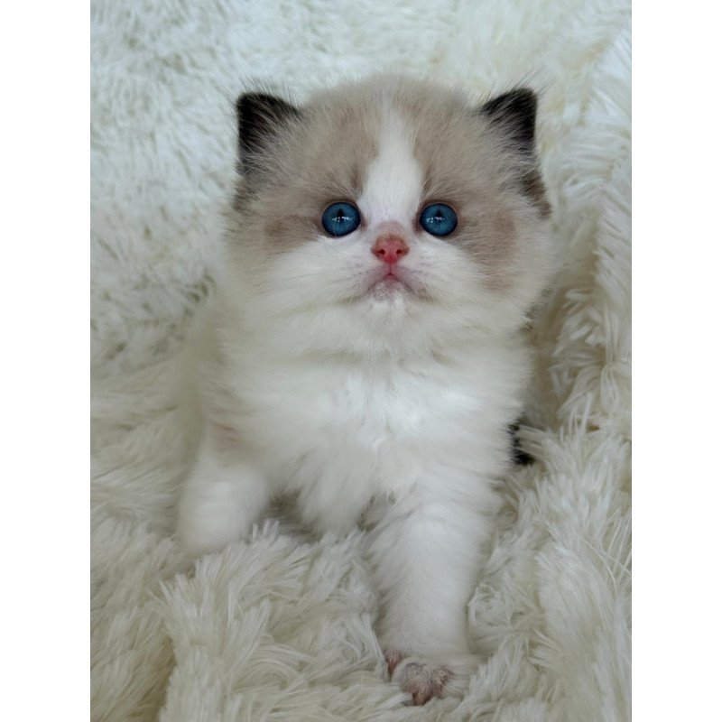 Ragdoll Milan