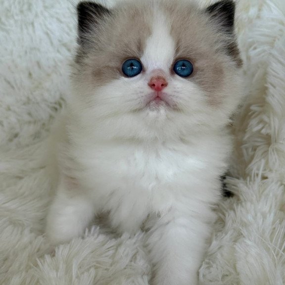 Ragdoll Milan