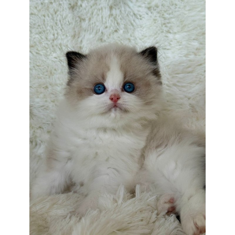 Ragdoll Milan