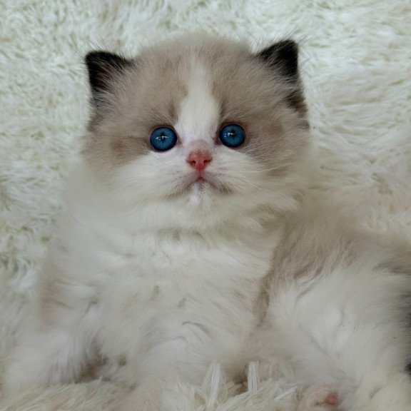 Ragdoll Milan