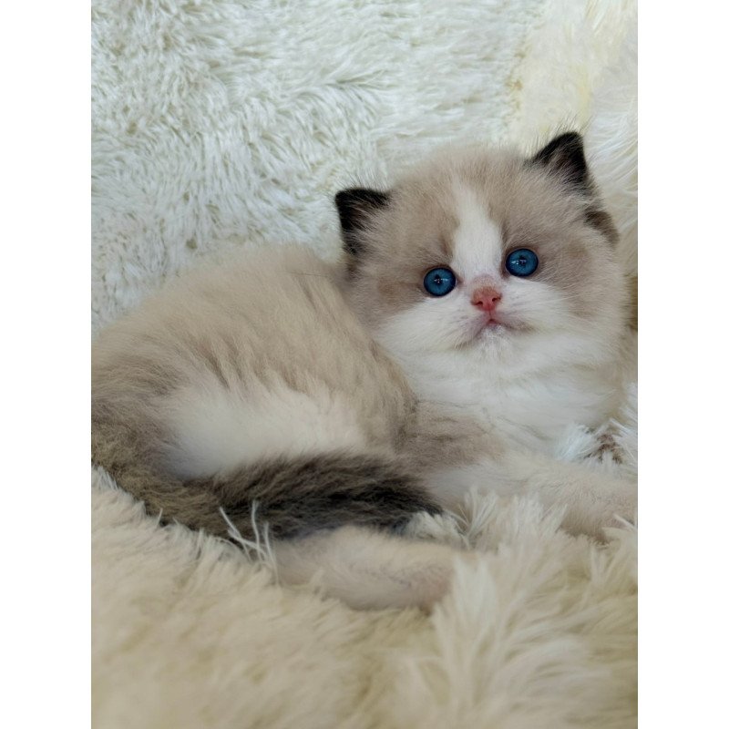 Ragdoll Milan