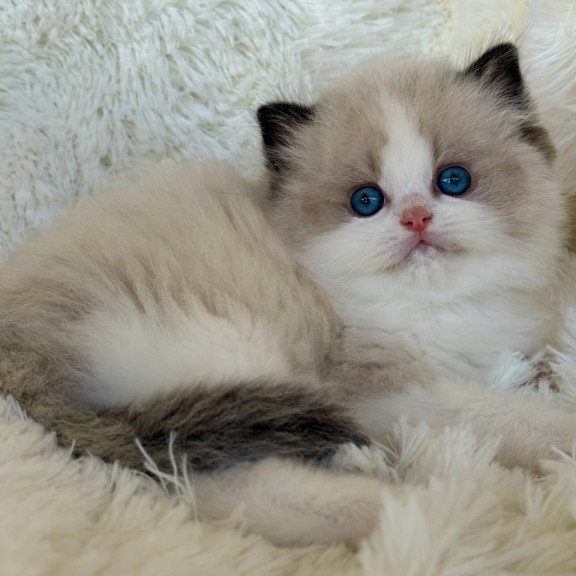 Ragdoll Milan