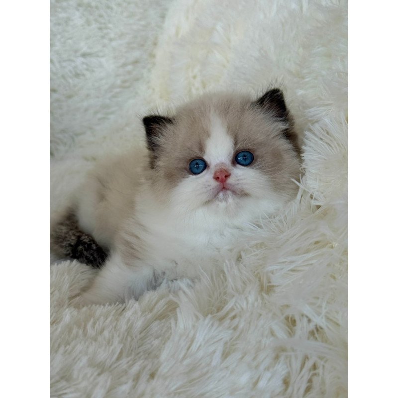 Ragdoll Milan