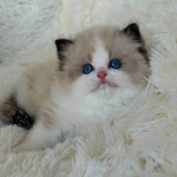 Ragdoll Milan
