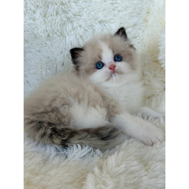 Ragdoll Milan