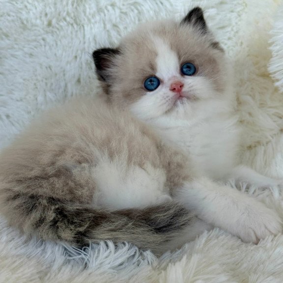 Ragdoll Milan