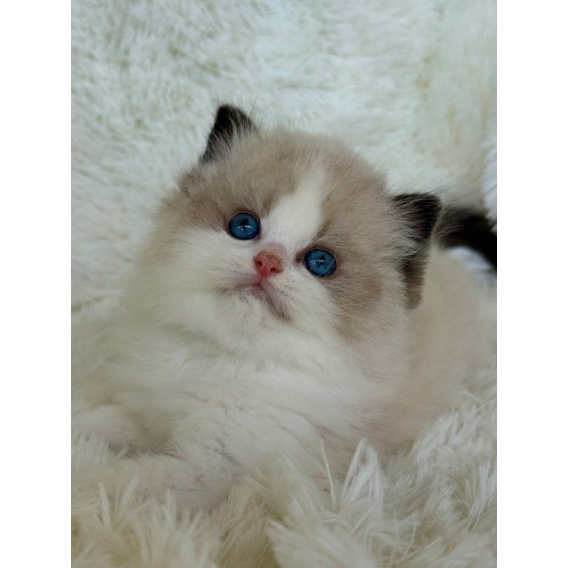 Ragdoll Milan