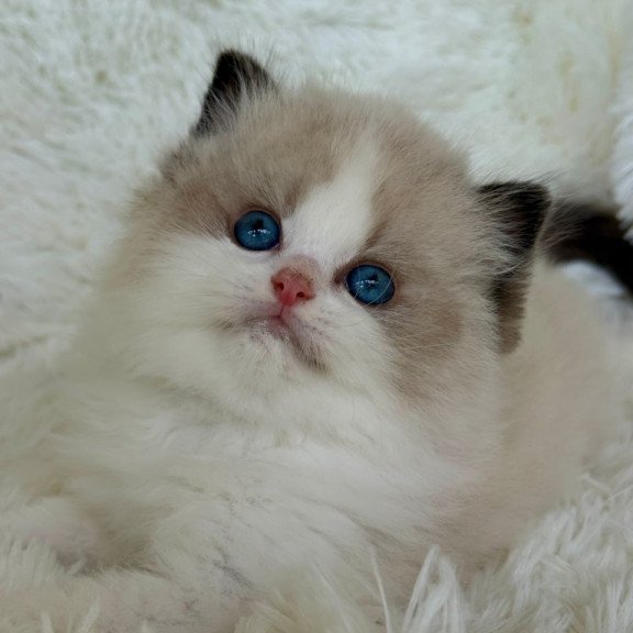 Ragdoll Milan
