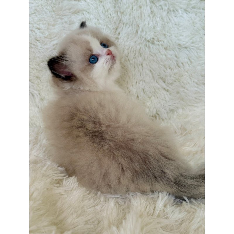 Ragdoll Milan