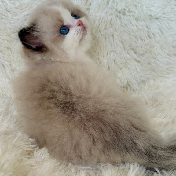 Ragdoll Milan