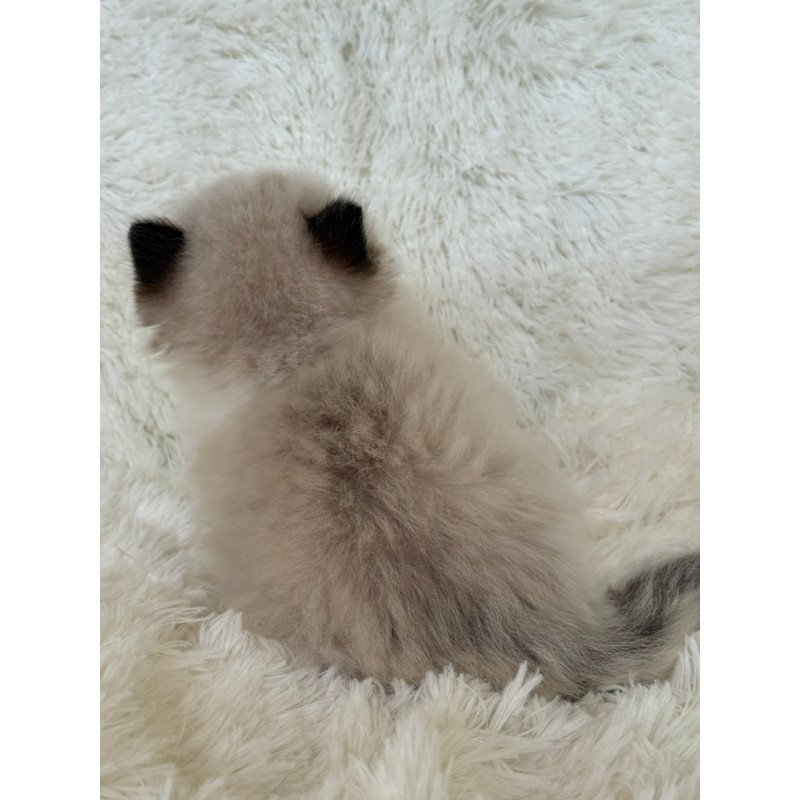 Ragdoll Milan