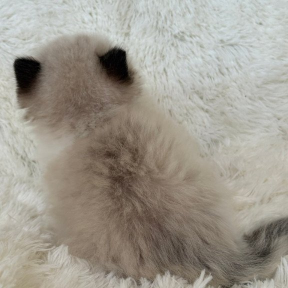 Ragdoll Milan