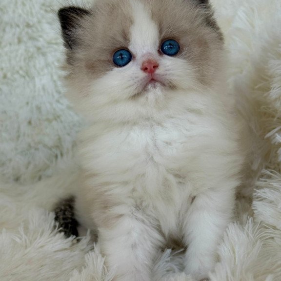 Ragdoll Milan