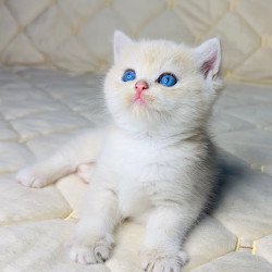 British Fistashka