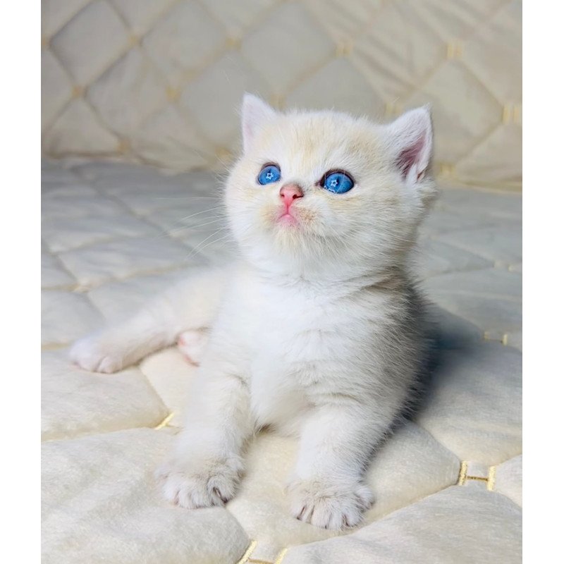 British Fistashka