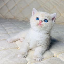 British Fistashka