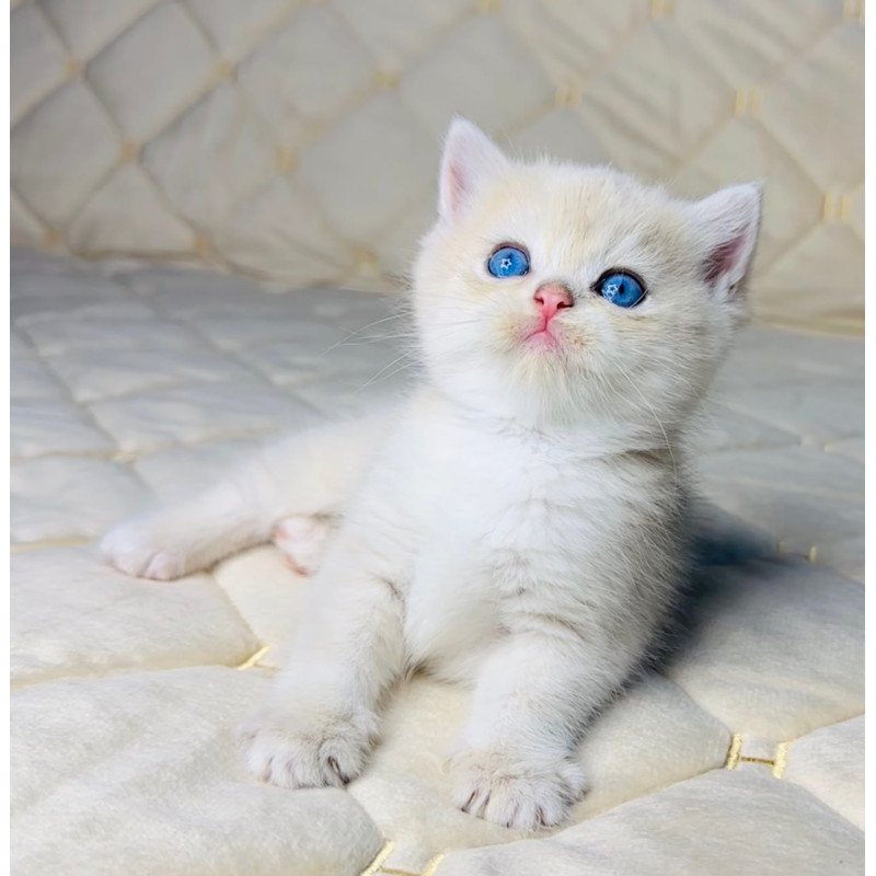British Fistashka