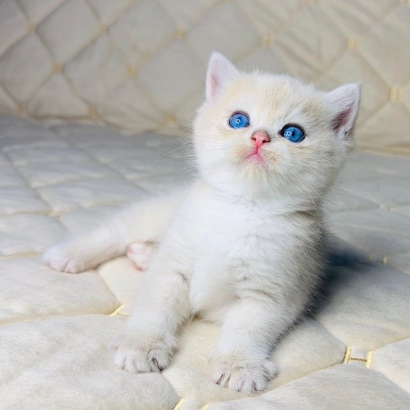 British Fistashka