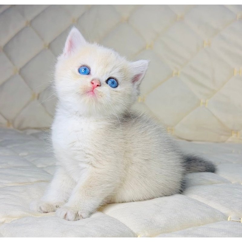 British Fistashka