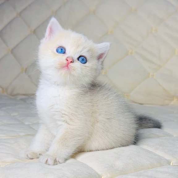 British Fistashka