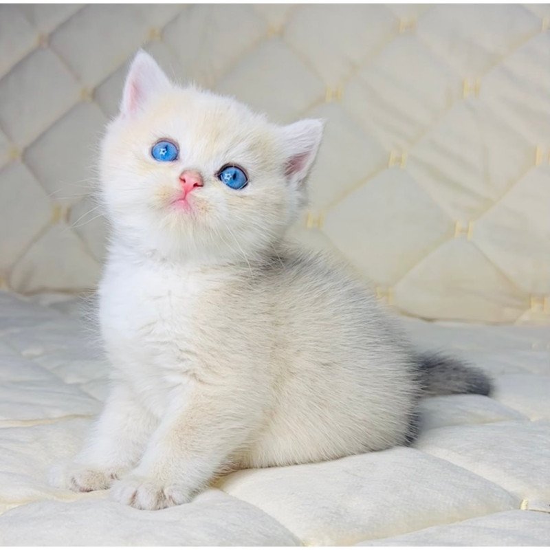 British Fistashka