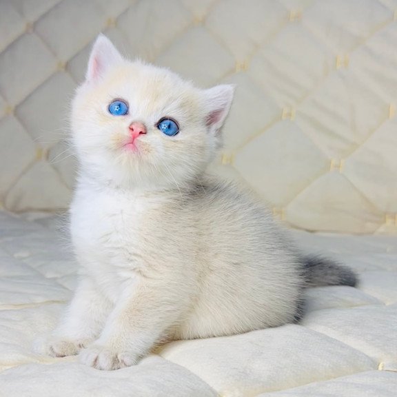 British Fistashka