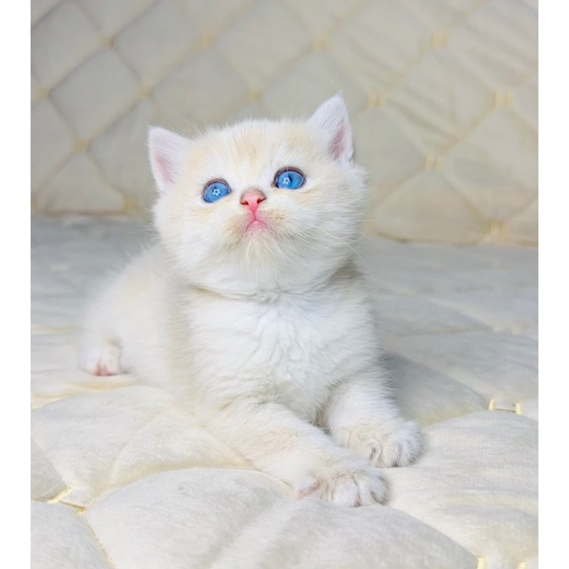 British Fistashka