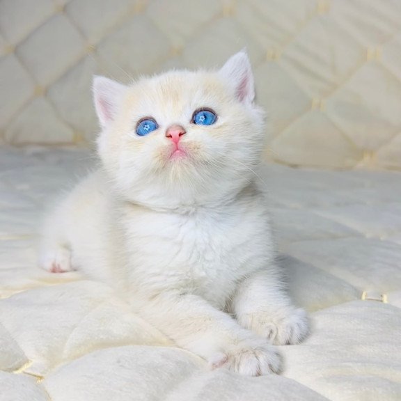 British Fistashka