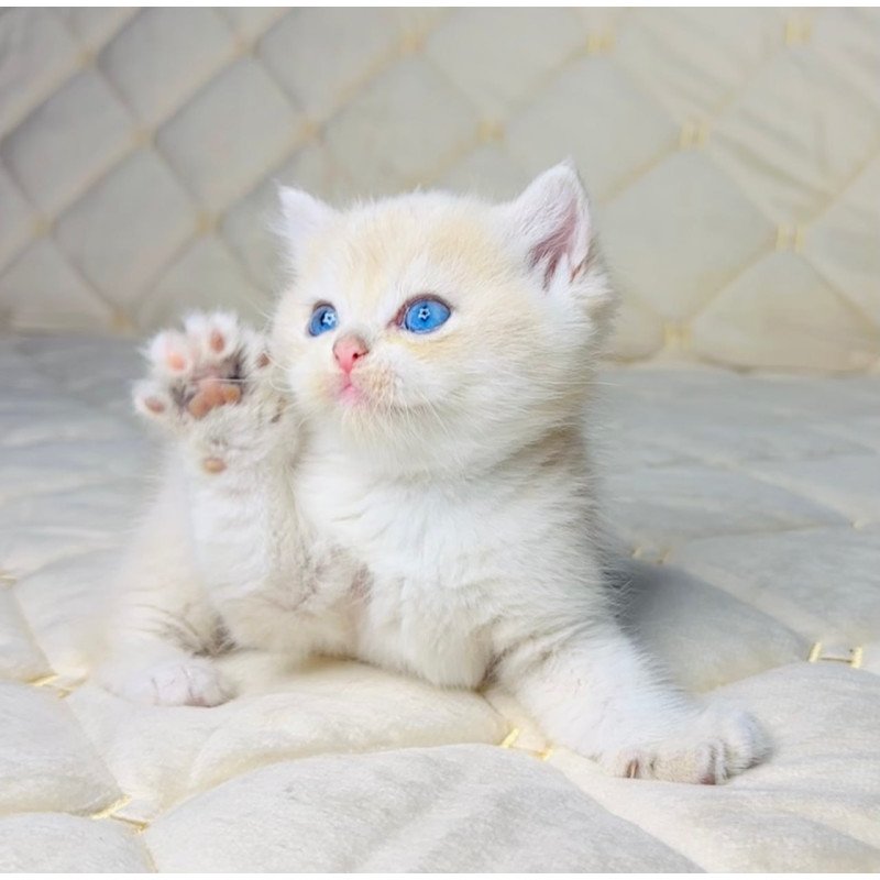 British Fistashka