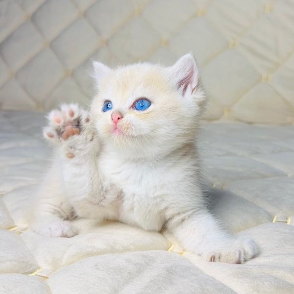 British Fistashka