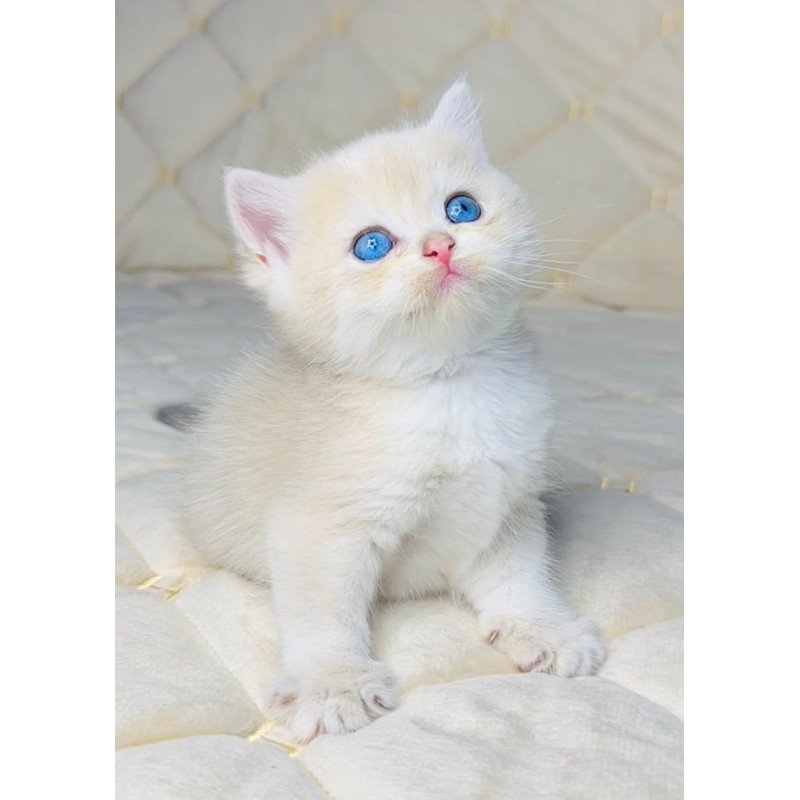 British Fistashka
