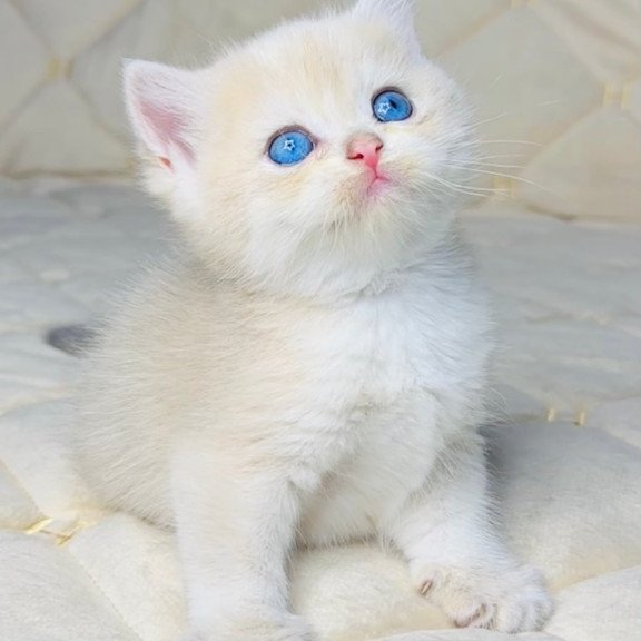 British Fistashka