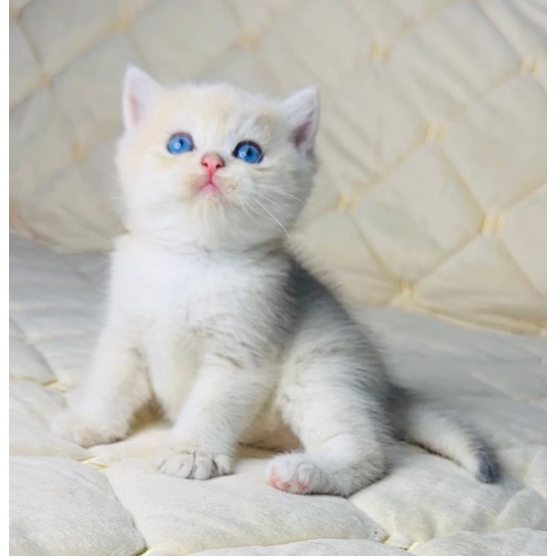 British Fistashka