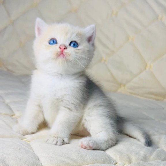 British Fistashka