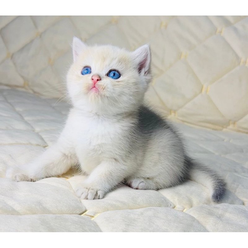 British Fistashka