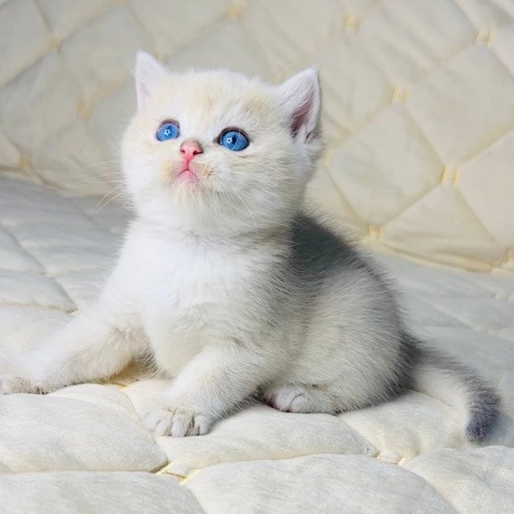 British Fistashka