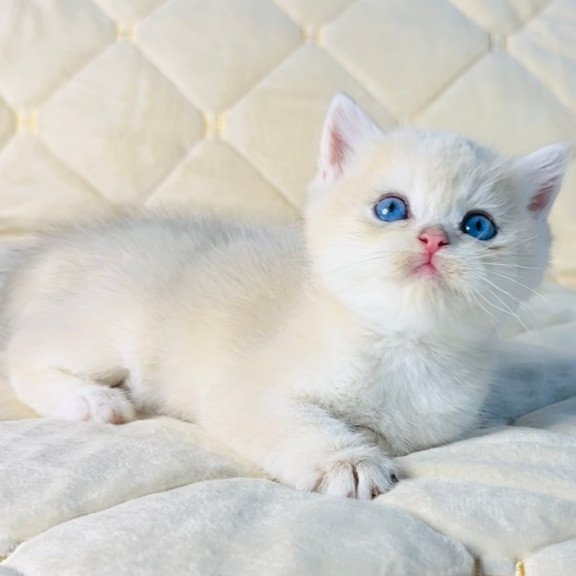 British Fistashka