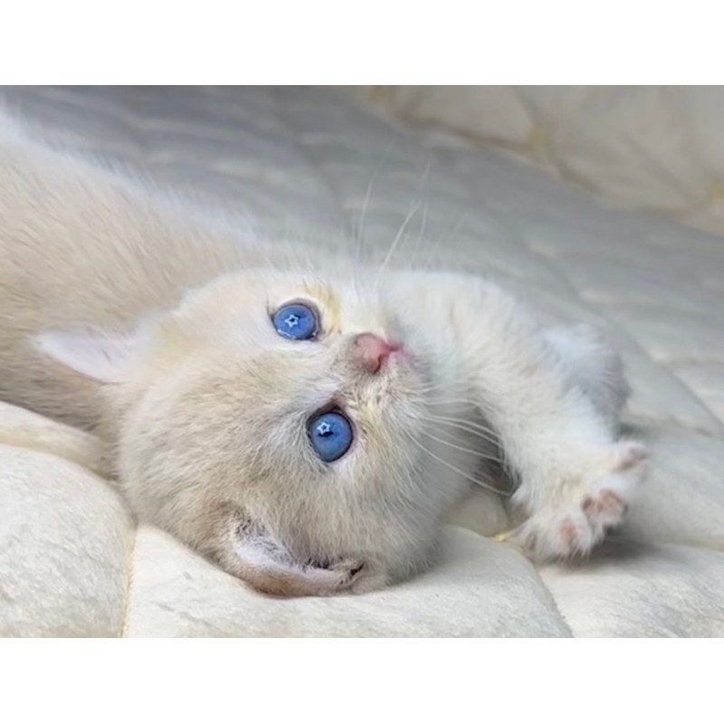 British Fistashka