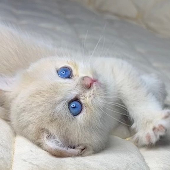 British Fistashka