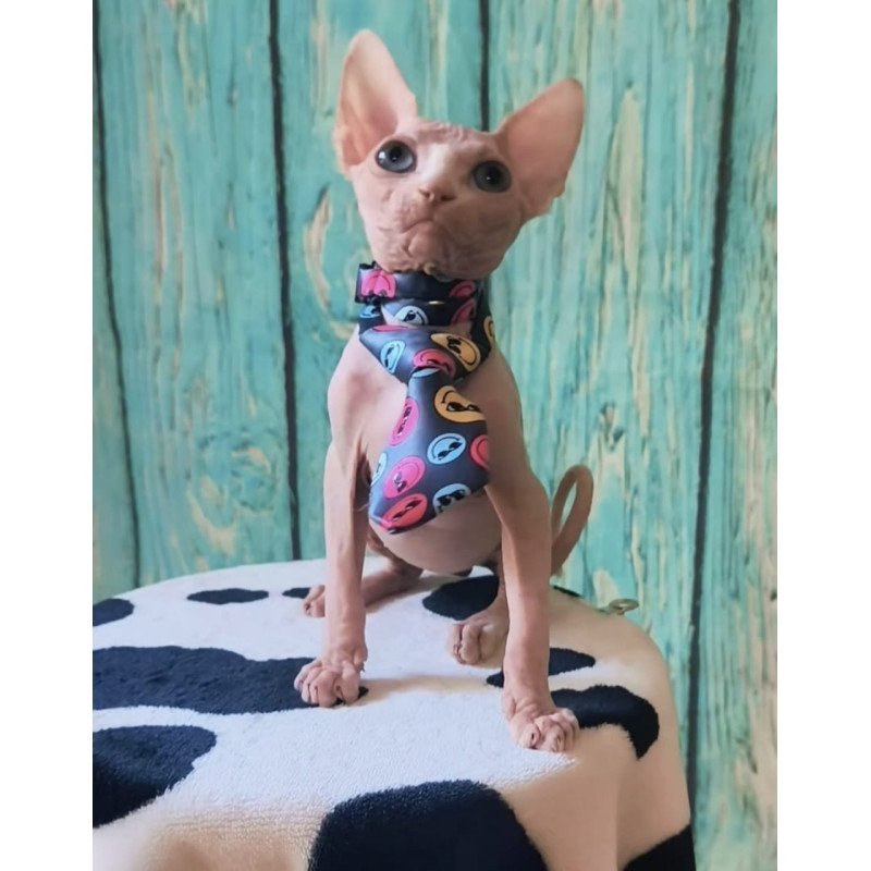 Sphynx Kevin