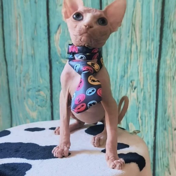 Sphynx Kevin